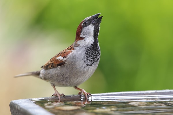 male house sparrow