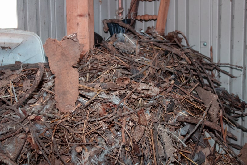 rat nest photo