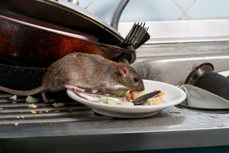 norway rat photo