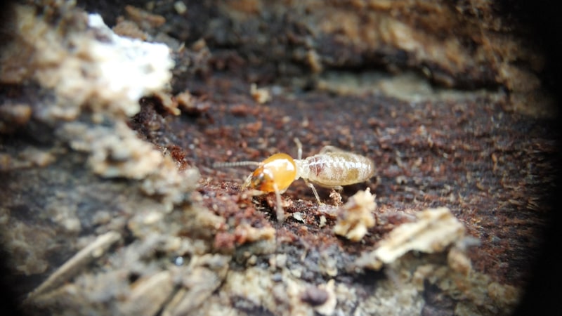 drywood termite photo